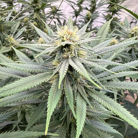Fruity Durban  growlog timeline photo