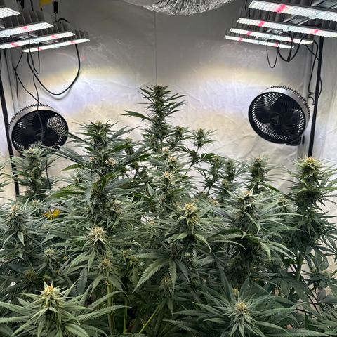 Fruity Durban  growlog timeline photo