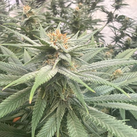 Fruity Durban  growlog timeline photo