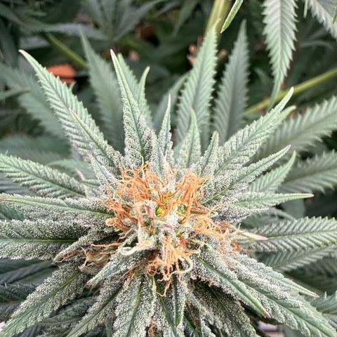 Fruity Durban  growlog timeline photo