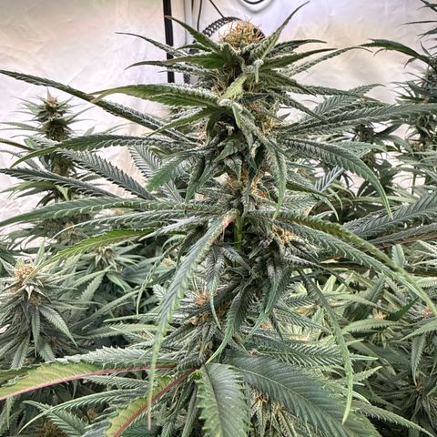 Fruity Durban  growlog timeline photo
