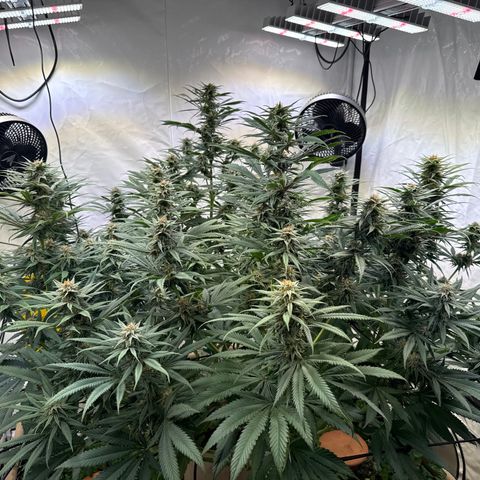Fruity Durban  growlog timeline photo