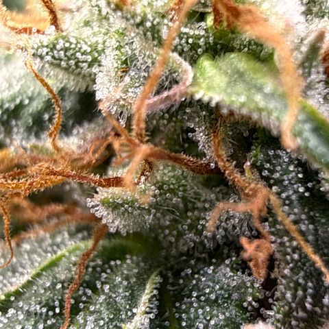 Fruity Durban  growlog timeline photo
