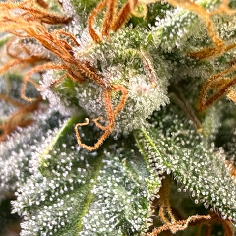 Fruity Durban  growlog timeline photo