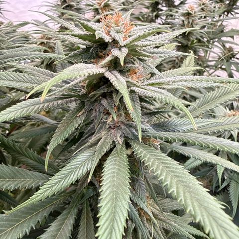 Fruity Durban  growlog timeline photo