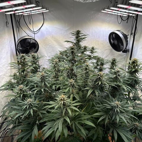 Fruity Durban  growlog timeline photo