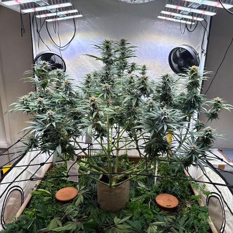 Fruity Durban  growlog timeline photo