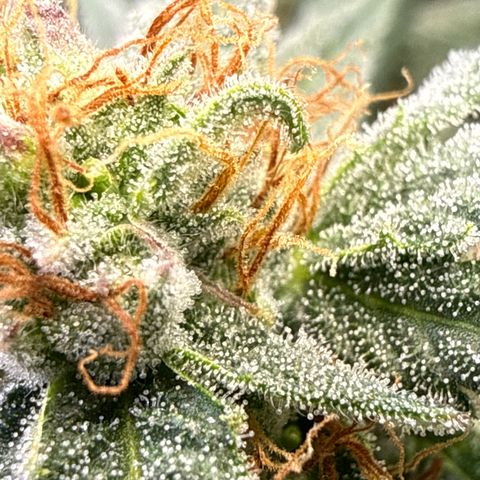 Fruity Durban  growlog timeline photo
