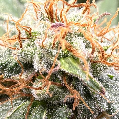 Fruity Durban  growlog timeline photo
