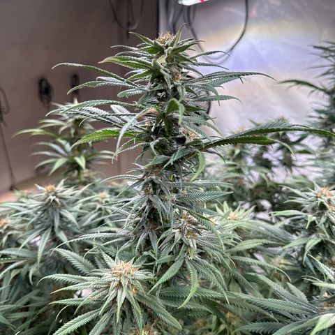 Fruity Durban  growlog timeline photo