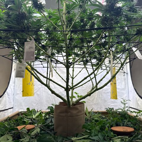 Fruity Durban  growlog timeline photo