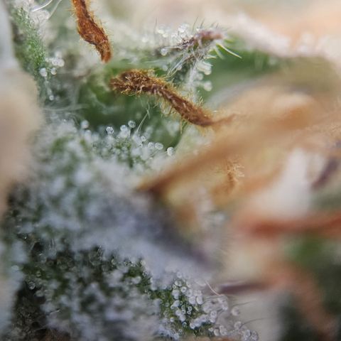 Fruity Durban  growlog timeline photo