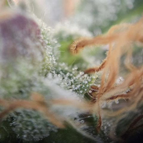 Fruity Durban  growlog timeline photo