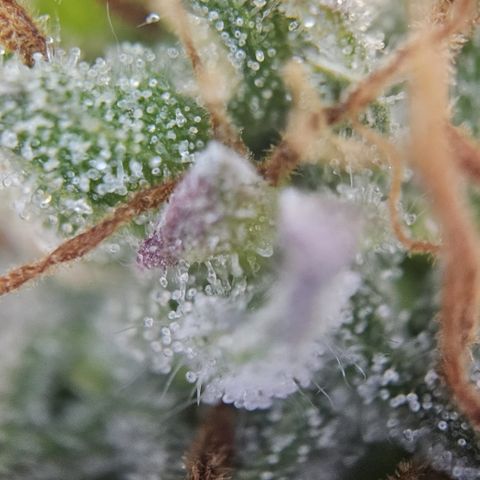 Fruity Durban  growlog timeline photo