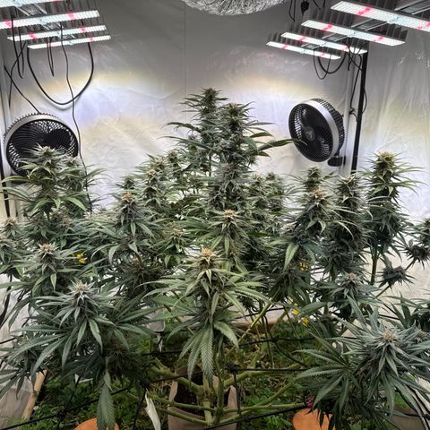 Fruity Durban  growlog timeline photo