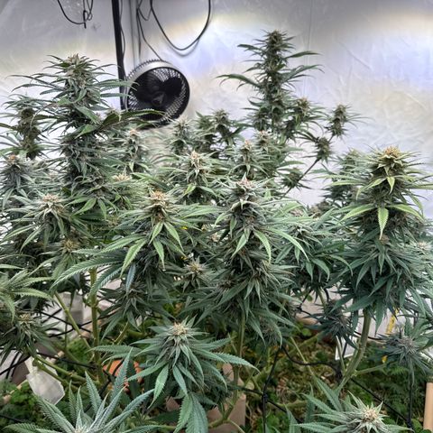 Fruity Durban  growlog timeline photo
