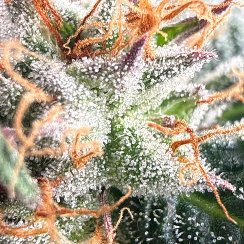 Fruity Durban  growlog timeline photo