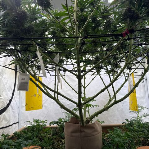 Fruity Durban  growlog timeline photo