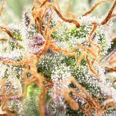 Fruity Durban  growlog timeline photo