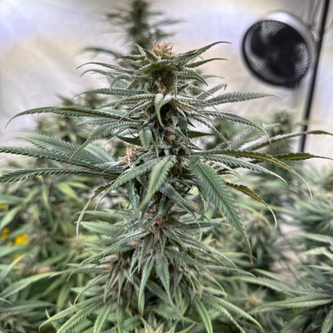 Fruity Durban  growlog timeline photo