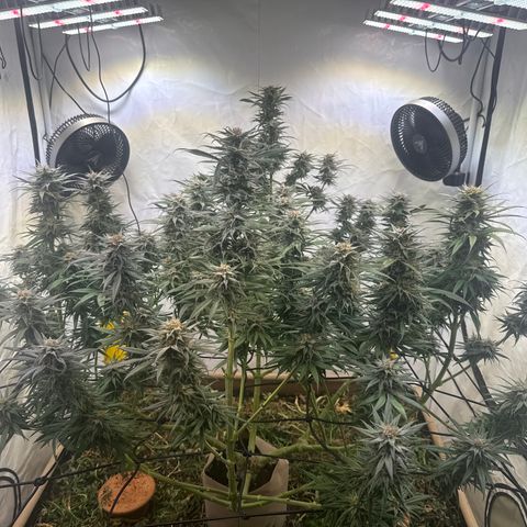 Fruity Durban  growlog timeline photo