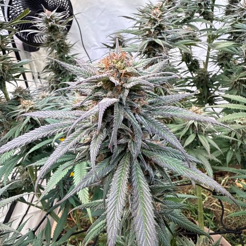 Fruity Durban  growlog timeline photo