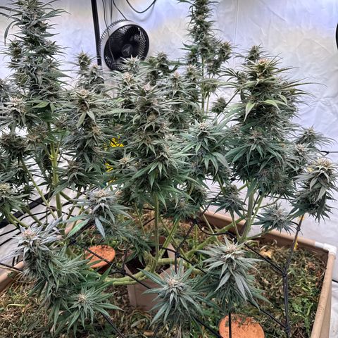 Fruity Durban  growlog timeline photo