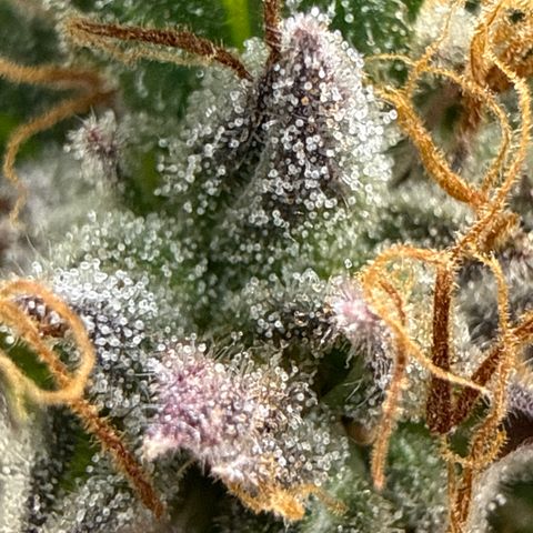 Fruity Durban  growlog timeline photo