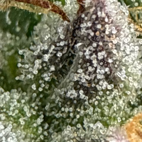 Fruity Durban  growlog timeline photo