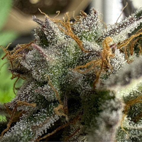 Fruity Durban  growlog timeline photo