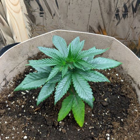 Runtz #1 growlog timeline photo