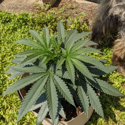 Runtz #1 growlog timeline photo
