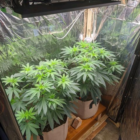 Runtz #1 growlog timeline photo