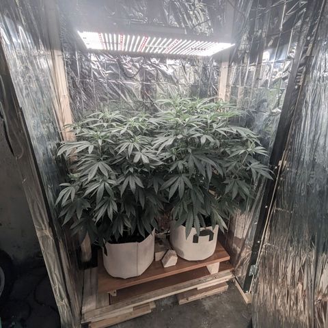 Runtz #1 growlog photo: Passata a 12h luce 12 buio sabato 24/8.
Serve defogliazione 