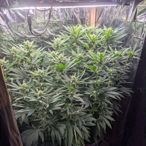 Runtz #1 growlog timeline photo