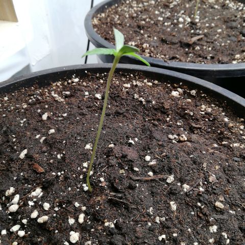 Haze Berry 1 und 2 growlog timeline photo