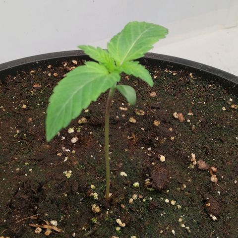 Haze Berry 1 und 2 growlog timeline photo