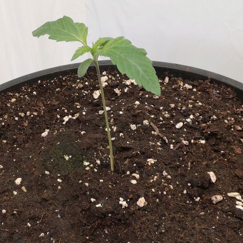 Haze Berry 1 und 2 growlog timeline photo
