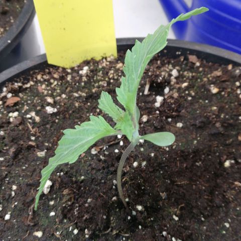 North Thunderfuck Auto 3 und 4 growlog timeline photo