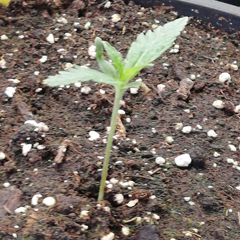 North Thunderfuck Auto 3 und 4 growlog timeline photo