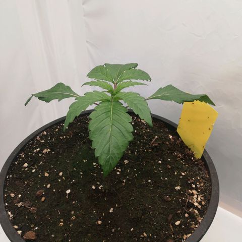 Haze Berry 1 und 2 growlog timeline photo