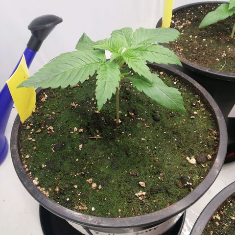 Haze Berry 1 und 2 growlog timeline photo