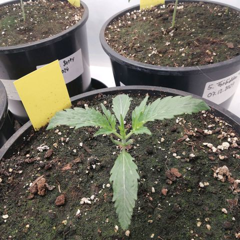North Thunderfuck Auto 3 und 4 growlog timeline photo