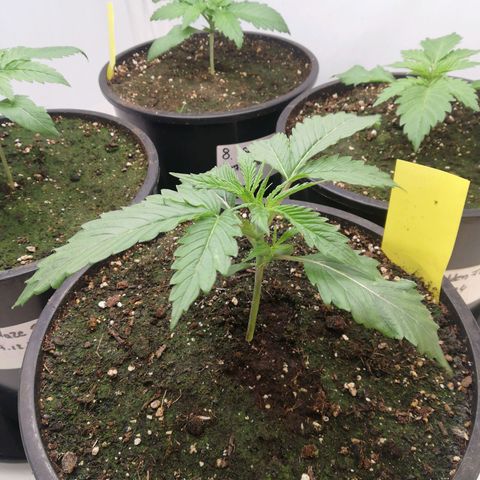 North Thunderfuck Auto 3 und 4 growlog timeline photo