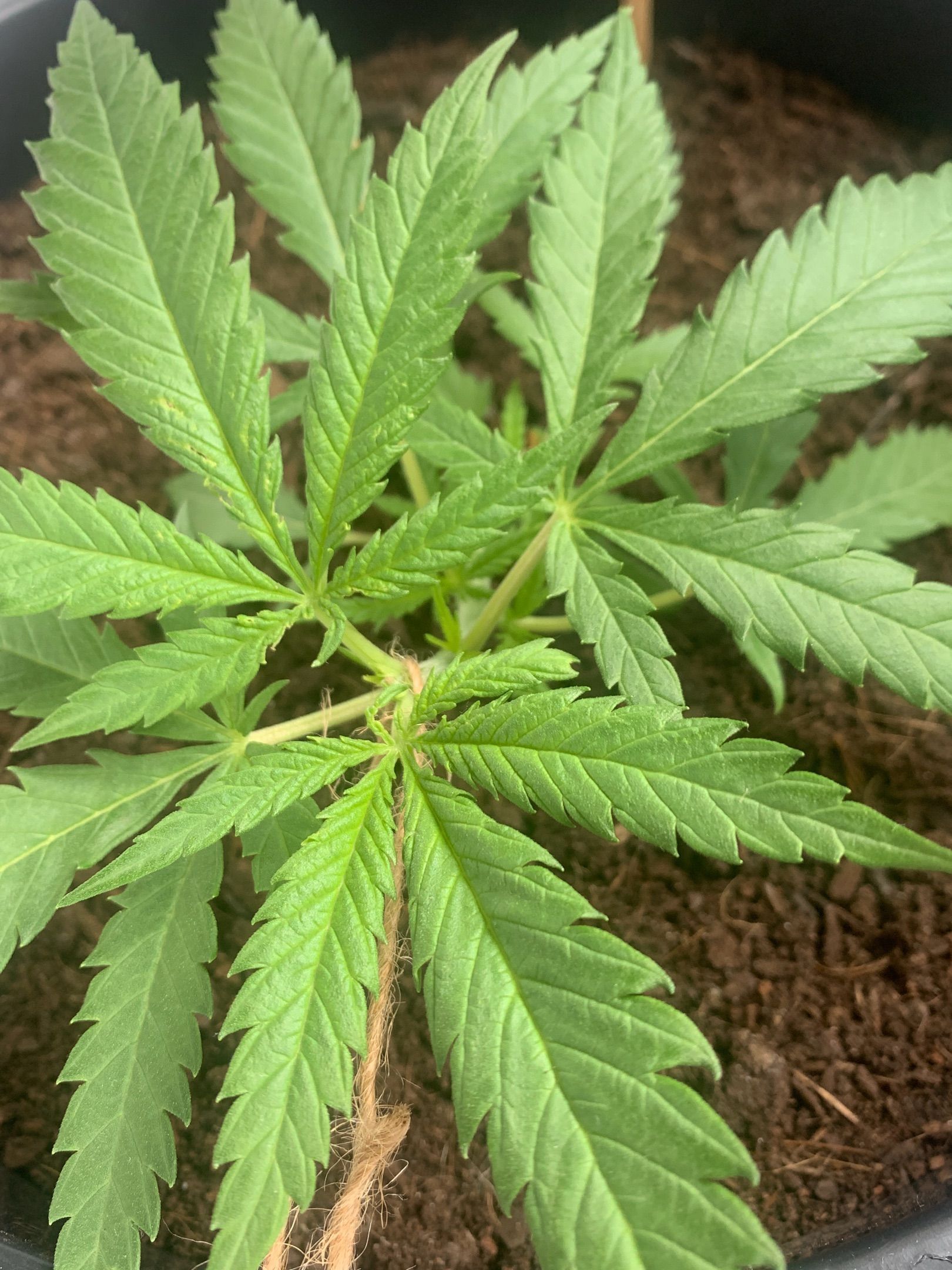 Veneno growlog header