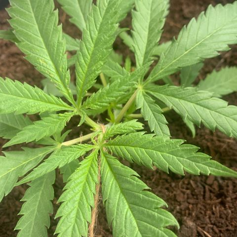 Veneno growlog photo