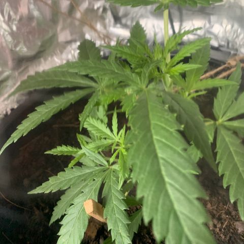 Veneno growlog photo