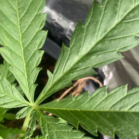 Veneno growlog photo