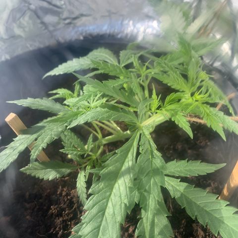 Veneno growlog photo