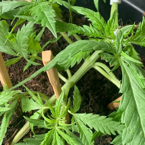 Veneno growlog photo